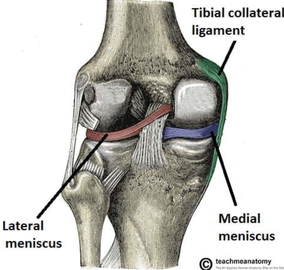 <ul><li><p>Grooved laterally for the popliteus tendon, which separates it from the LCL </p></li><li><p>Same blood supply as medial meniscus </p></li><li><p>As vascularity decreases with age, central portion of meniscus depends on synovial fluid diffusion for nutrition</p></li></ul><p></p>