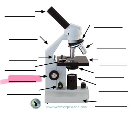 <p>label the highlighted </p>