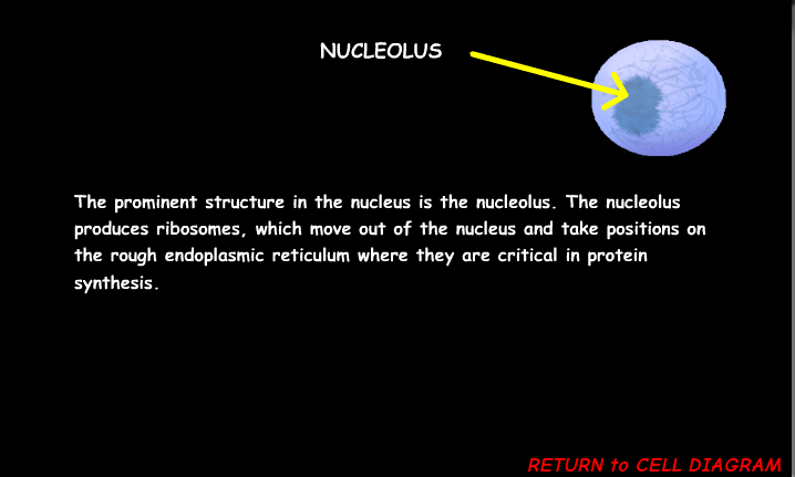 <p><span>Makes ribosomes</span></p>