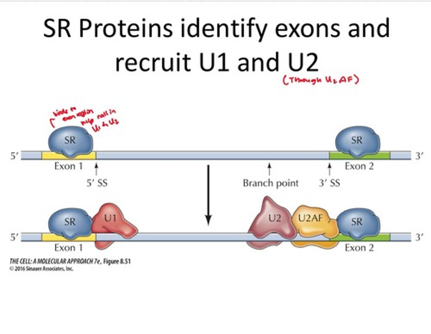 <p>Splicing regulator proteins that assist in splice site recognition.</p>