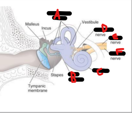 <p>Structures + nerves of <strong>inner ear</strong></p>