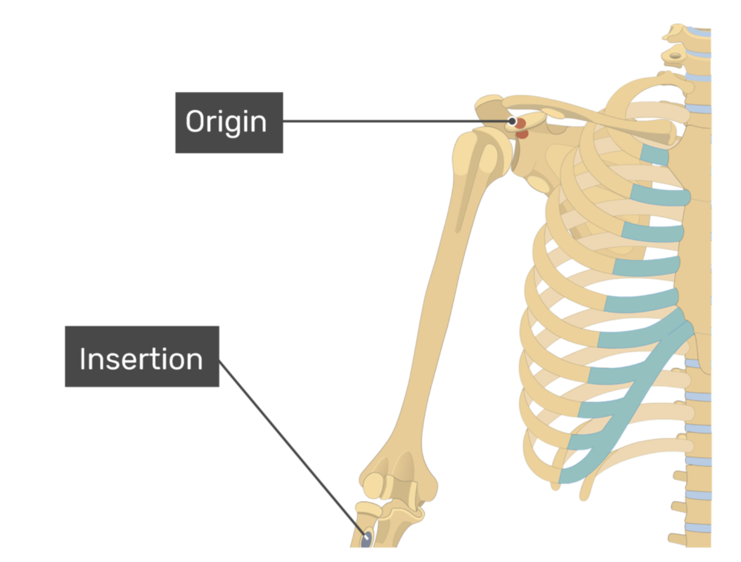 <p>biceps brachii, long head</p>