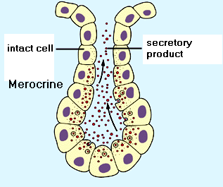 <p>secretory vesicles fuse with apical plasma membrane to release product into a duct</p>
