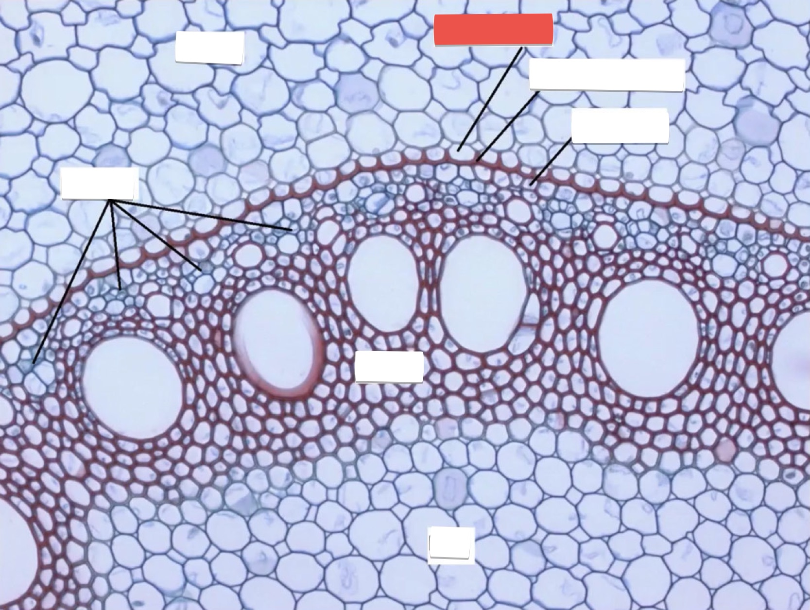 <p>identify the part in red</p>