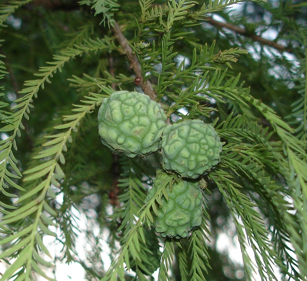 <p>bald cypress, Taxodium distichum var. distichum (Cupressaceae)</p>