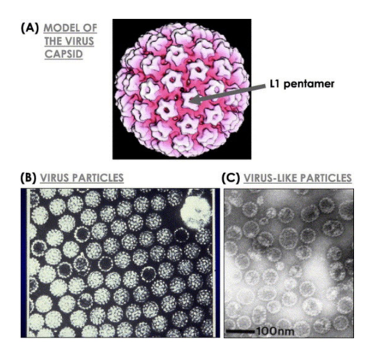 <p>- HPV L1 protein expressed in yeast or by baculovirus</p><p>- Forms L1 pentamer</p><p>- Pentamers form virus-like particles that are non-infectious (no genome)</p>