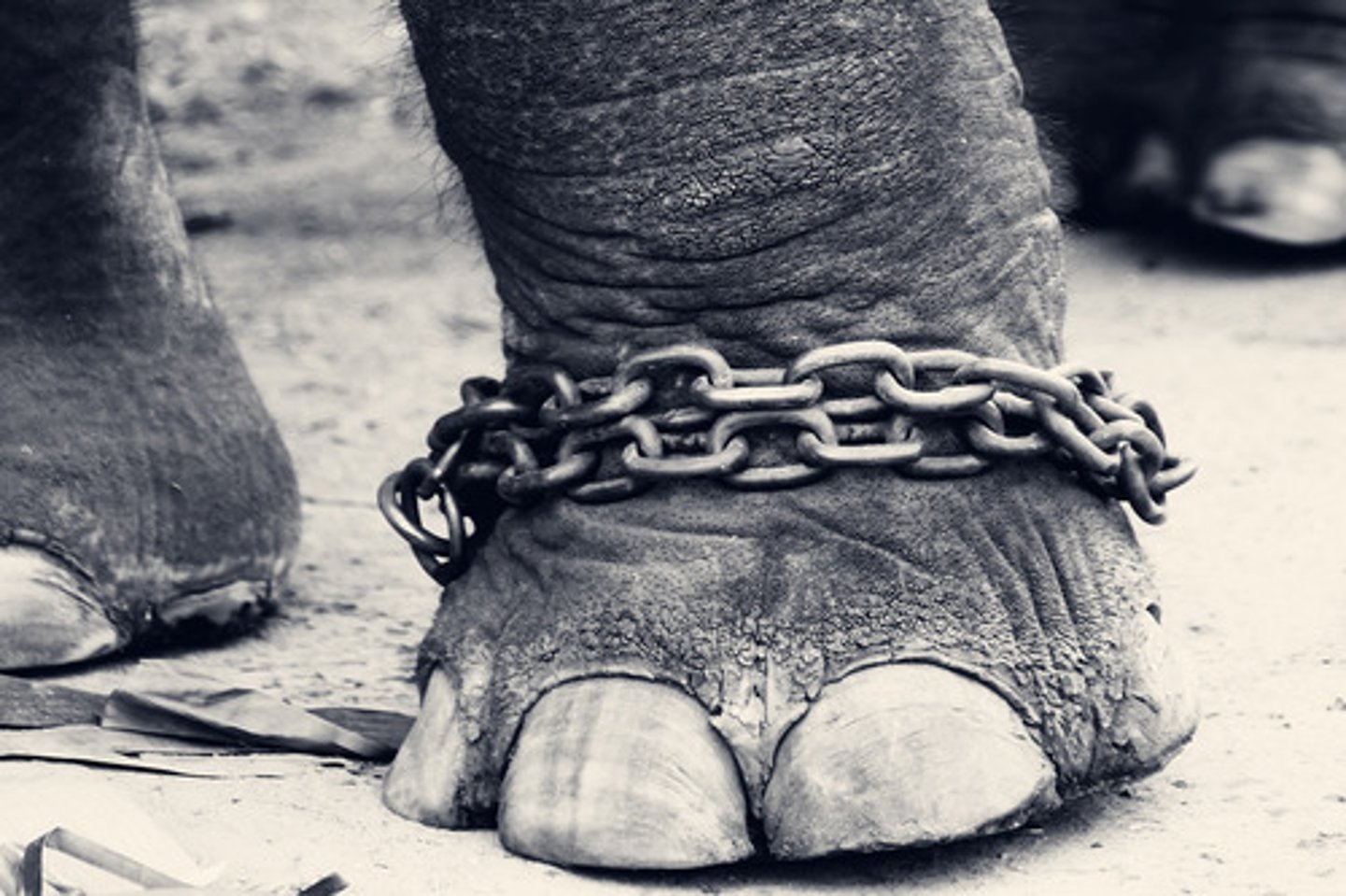 <p>cruelty</p>