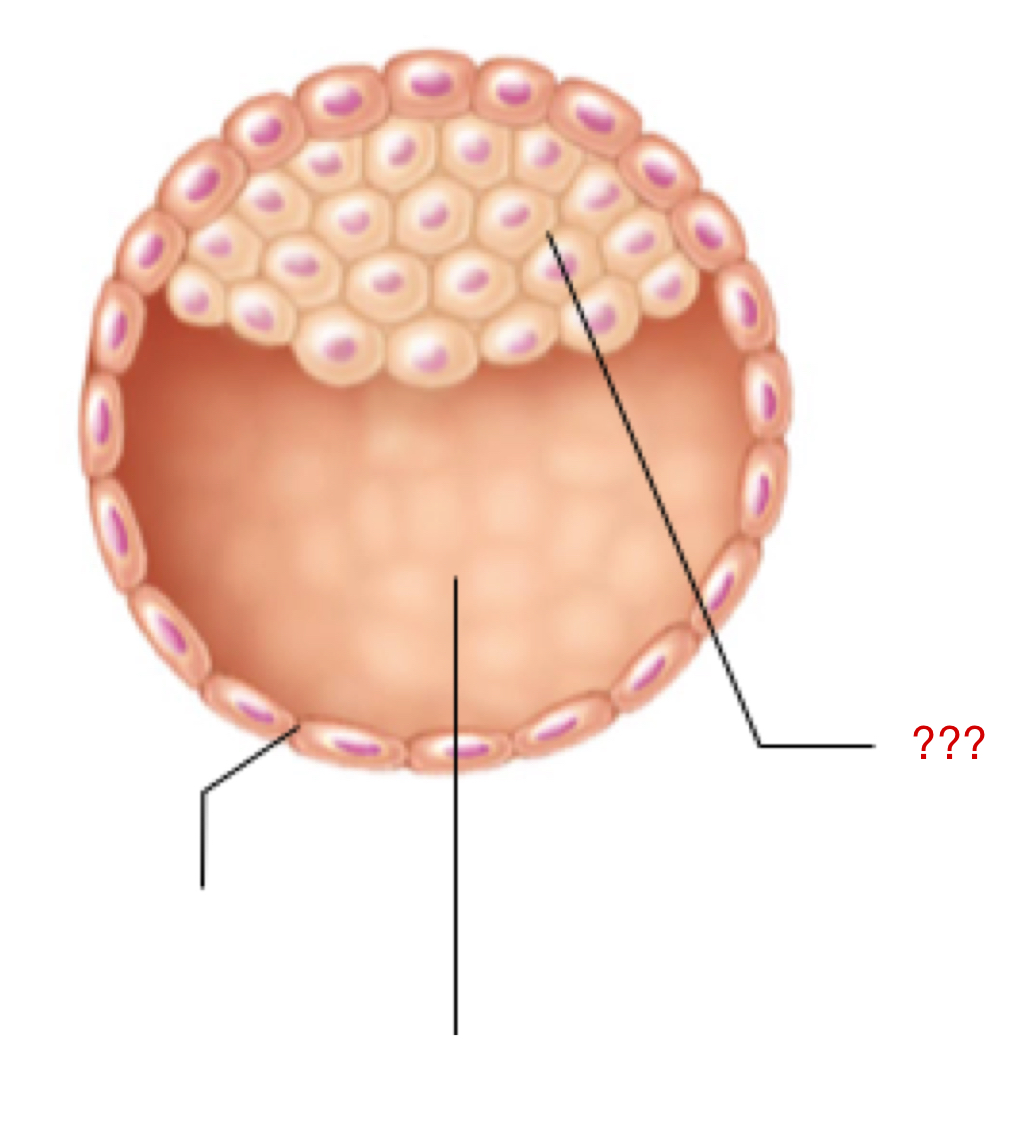 <p>Internal layer of the blastocyst that eventually forms the embryo proper and extra embryonic membranes </p><ul><li><p>Inner cell mass</p></li></ul><p></p>