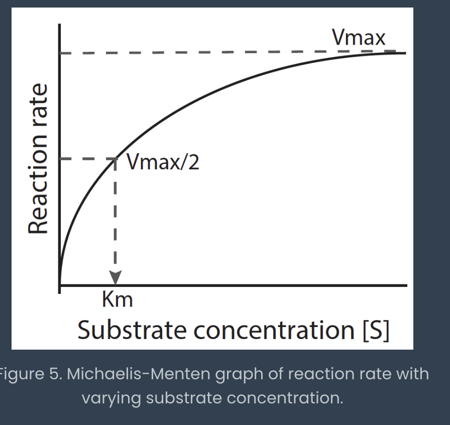 <p>reaction rate as a function of substrate concentration (velocity) </p><ul><li><p>Vmax is where it levels out</p></li><li><p>Km is the x value (substrate concentration)  corresponding to ½ Vmax</p></li></ul><p></p>