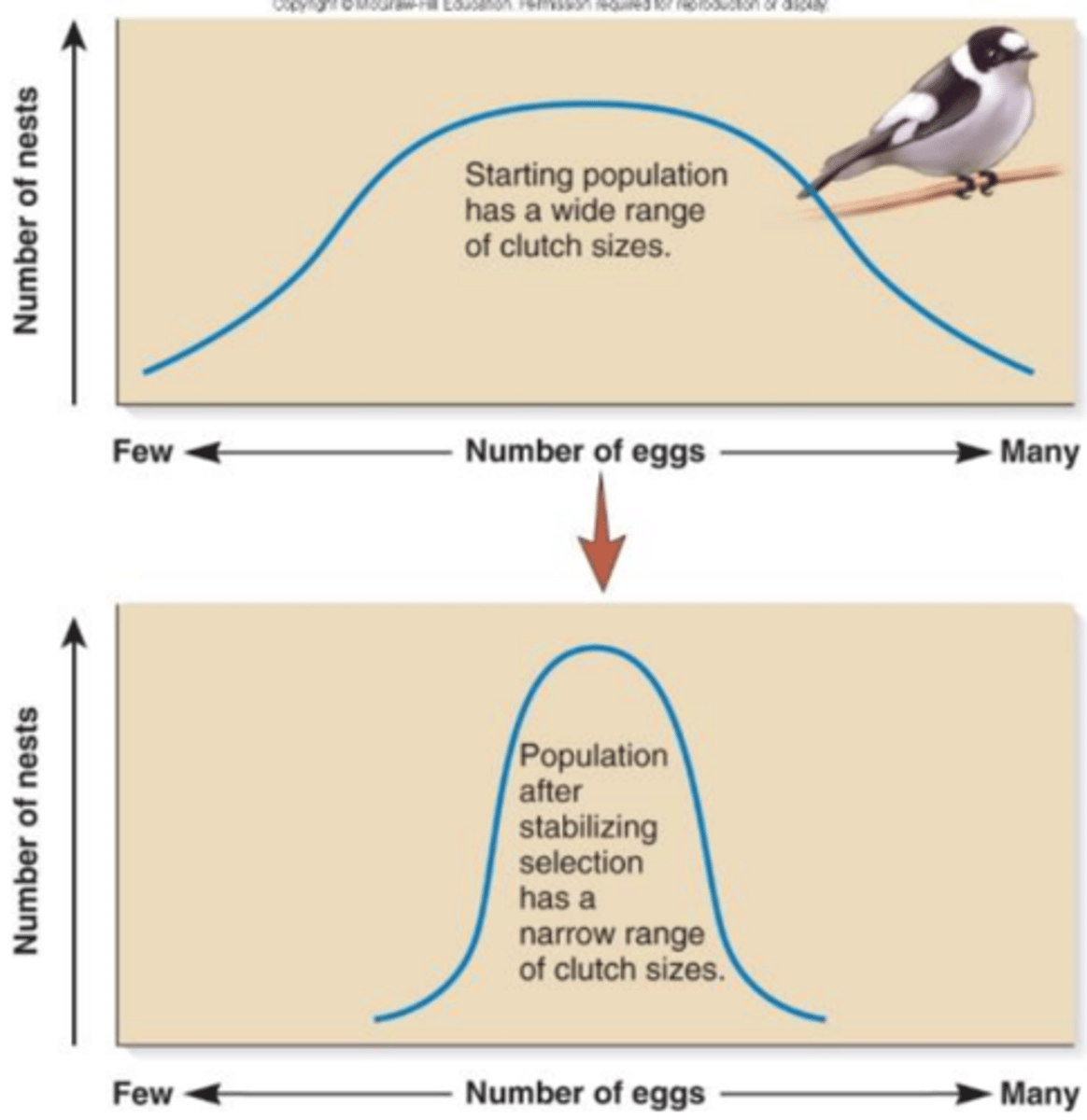 <p>1) Extreme phenotypes are selected against.</p><p>2) Mean phenotype has the highest fitness</p><p>3) ▪ Infant birth weight</p><p>▪ Brain size after a period of directional selection</p>
