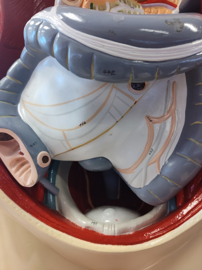 <p>cecum</p>