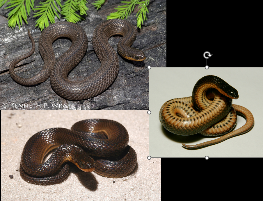 <p>weedy, dirty water; Coastal Plain; muddy brown; 2 rows of dots on belly</p>