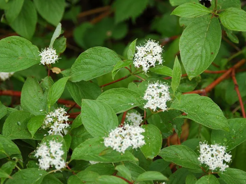 <p><em>Cornus sericea</em></p>