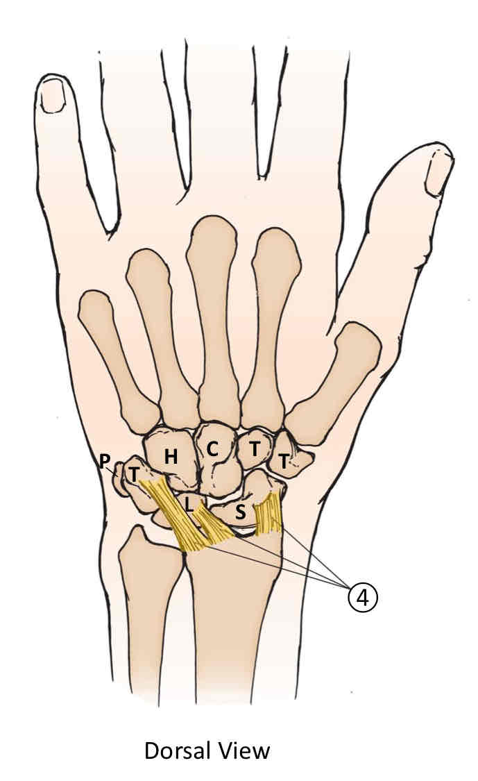 <p>Dorsal Ligaments of the Wrist </p>