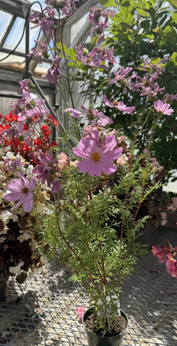 <p>What is the common name for this plant?</p>