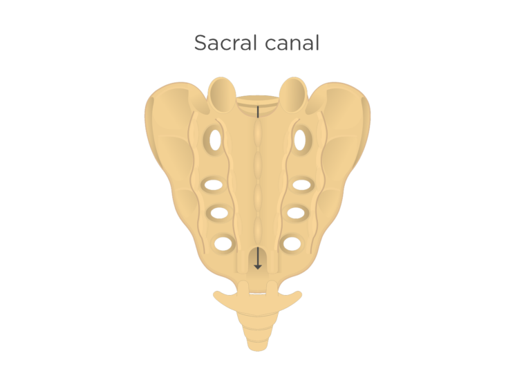 the middle of the sacrum 