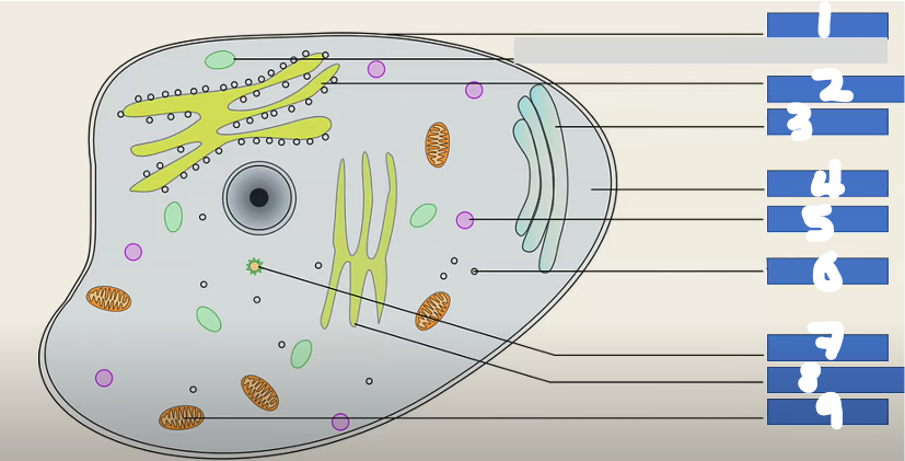 <p>Label this diagram of an animal cell</p>