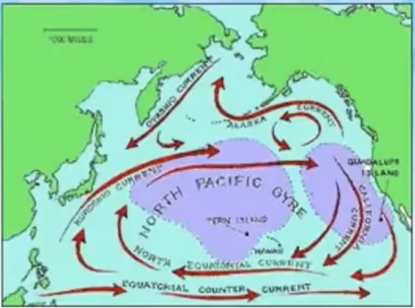 <p>• North Pacific subtropical gyre </p><p>• Kuroshio </p><p>• North Equatorial Current</p>