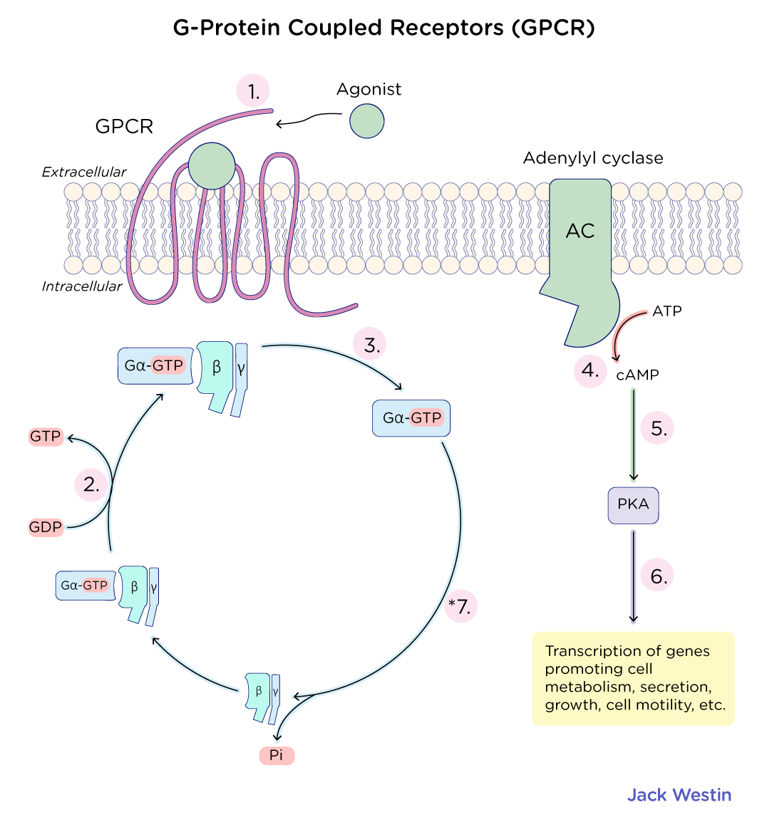 <p>How do GPCRs work?</p><p></p><p>How to interpret Lineweaver-Burk (double-reciprocal plots)?</p>