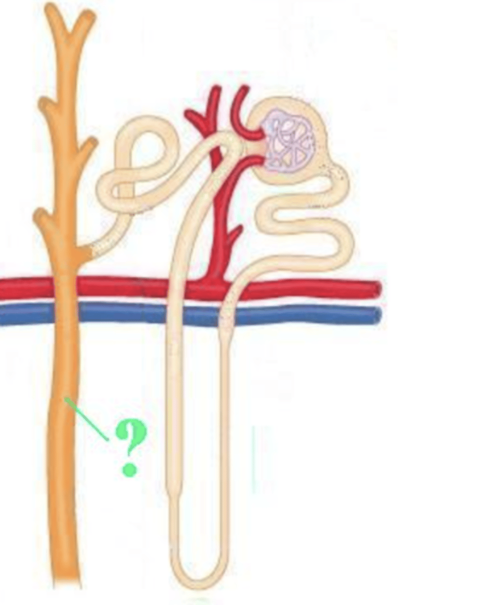 <p>collecting duct</p>