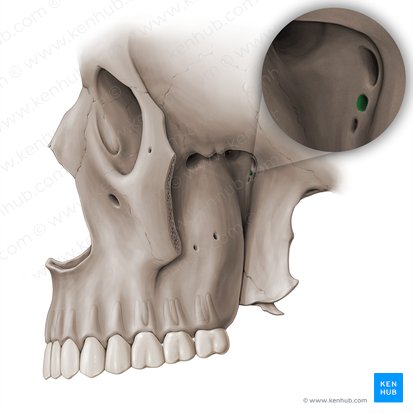 <p>What does this hole in the <strong>greater wing of the sphenoid </strong>transmit?</p>