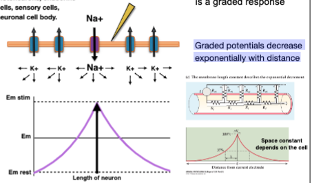 When a stimulus is applied to a neuron the equilibrium is disturbed  \n by the opening of Na+ channels. The membrane potential will change. \n If we change membrane potential in one place in the cell, it will propagate. \n The magnitude of the change in potential depends on the strength of the stimulus.

\
An electrical stimulus opens Na+ channels and generates a graded potential.

present in invertebrate and  \n smooth muscle, axons  \n motoneurons, endocrine  \n cells, sensory cells,  \n neuronal cell body.

Graded potential is fast but it doesn’t spread  \n over long distance \n is a graded response

Graded potentials decrease  \n exponentially with distance