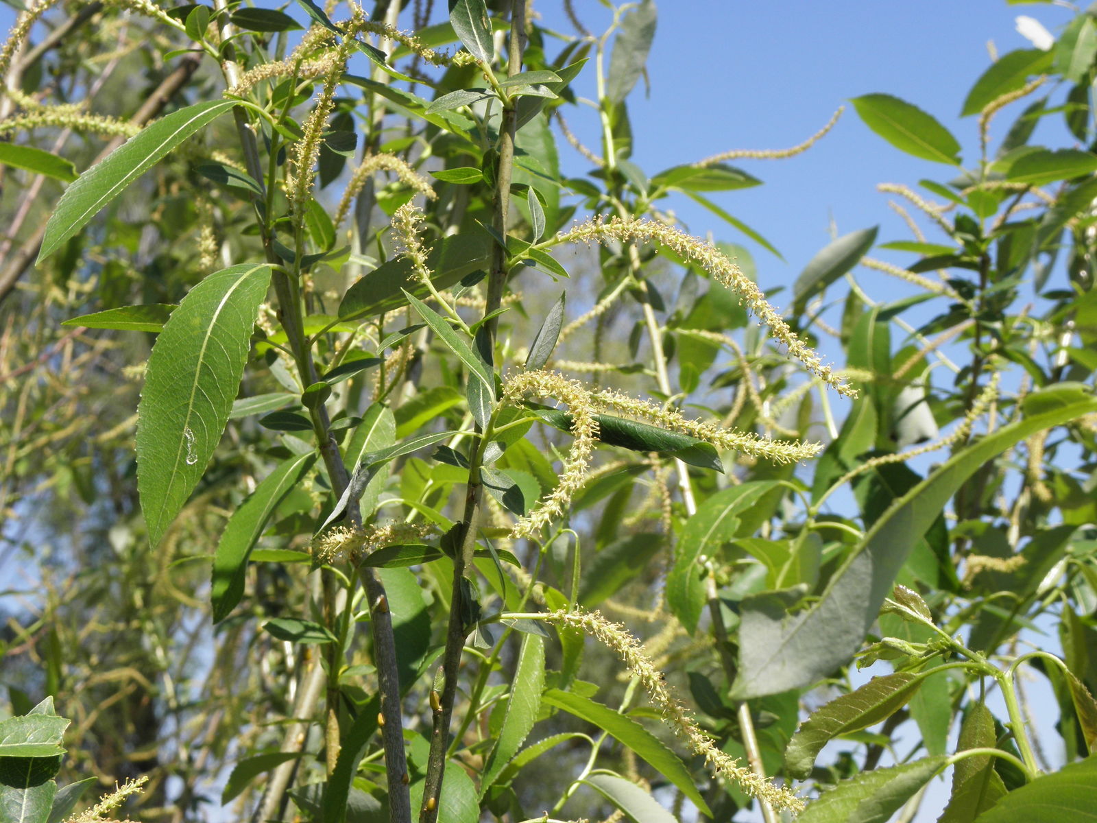 <p>Salix x fragilis</p>