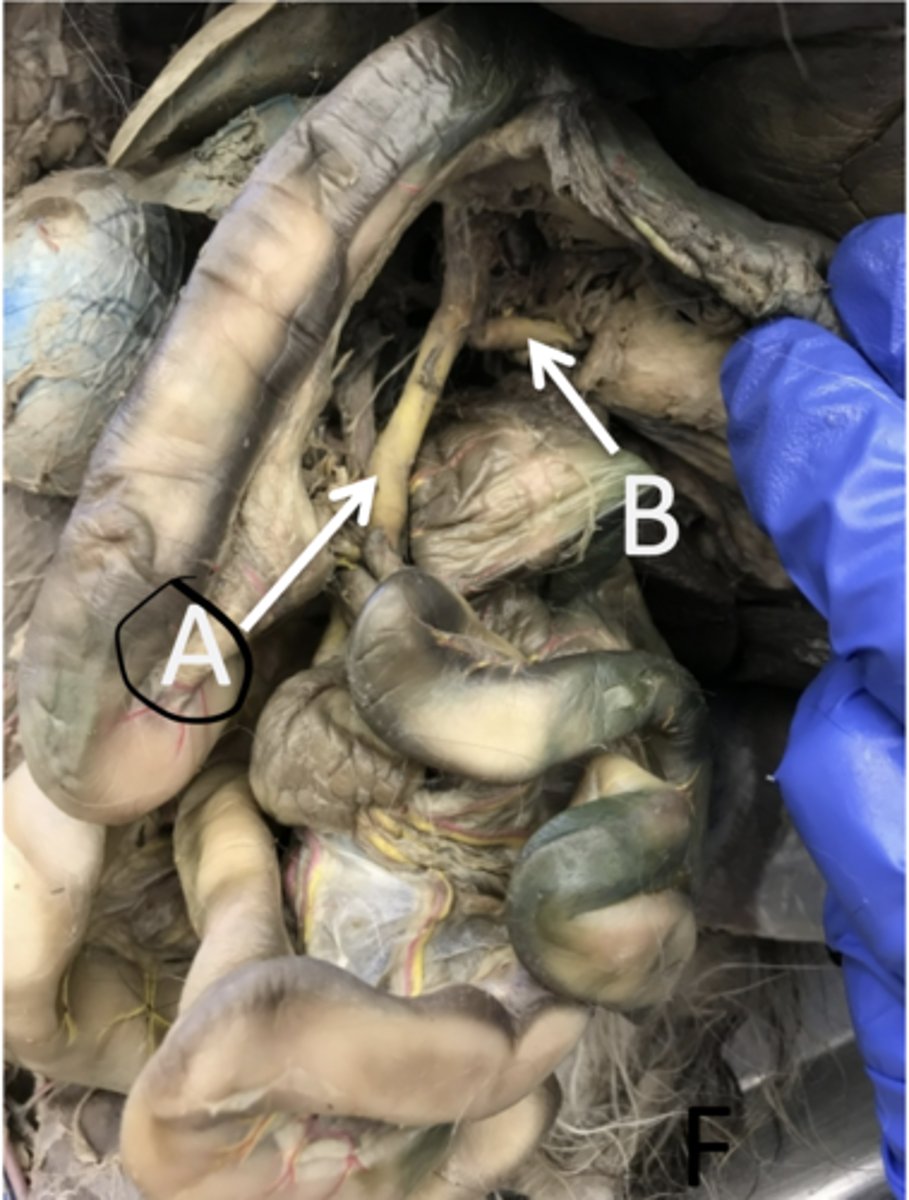 <p>posterior to the celiac trunk, supplys the small and large intestine</p>