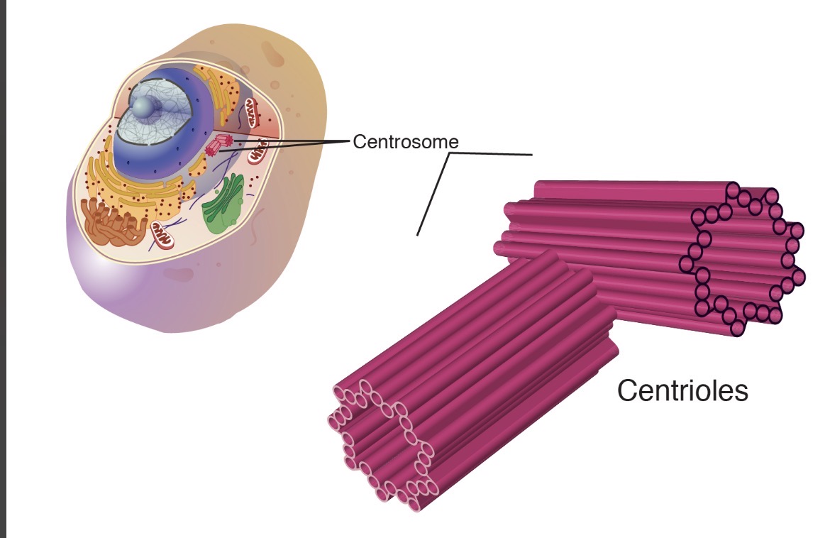 <p>Focusing on the positioning around the cell, plant cells don’t have this </p>