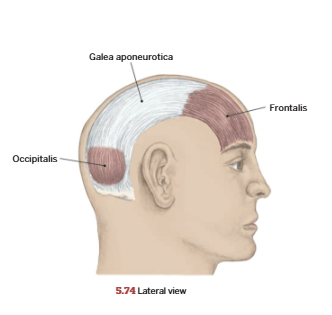 <p>Occipitofrontalis</p>