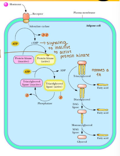 <p>When hormones activate adenylate cyclase what does it form? </p>