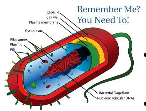 Prokaryotic Cell