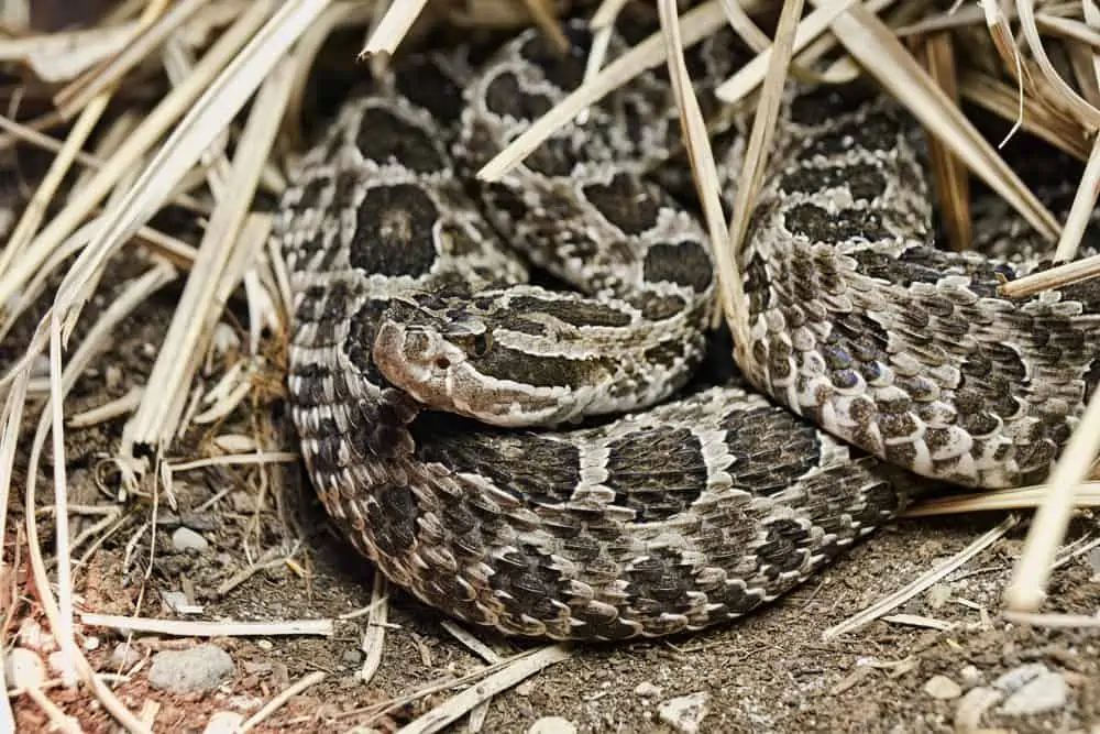 <p>Eastern massasauga rattlesnake</p>