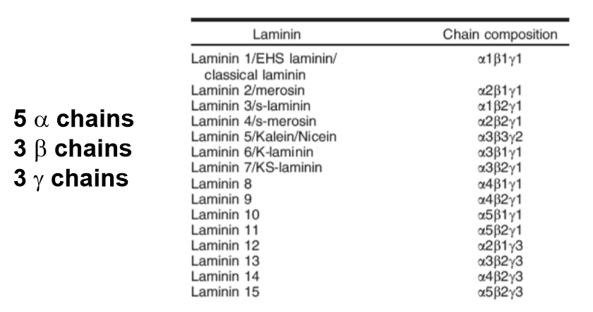 <ul><li><p>11 laminin genes form 15 different heterotrimeric combinations </p></li><li><p>more laminin isoforms than collagen IV isoforms </p></li><li><p>more variability </p></li></ul><p></p>