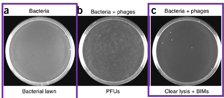 <ul><li><p>Negative control (no phage) S. thermophilus DGCC7710 </p></li><li><p>Phage 2972 + S. thermophilus in triplicate </p></li><li><p>Phage 858 + S. thermophilus in triplicate </p></li></ul><p>Keep in a sterile environment</p><ul><li><p>a is negative control (no phage); cloudy portions in b is bacteria so they did not get infected (that’s why high concentration and high PFU/mL to get clear lysing, and only the colonies that show up are BIMs) </p></li><li><p> b is inconclusive – not enough phage to infect bacteria </p></li><li><p> When the colonies are present it means BIMs because phage could not infect the bacteria</p></li></ul><p></p>