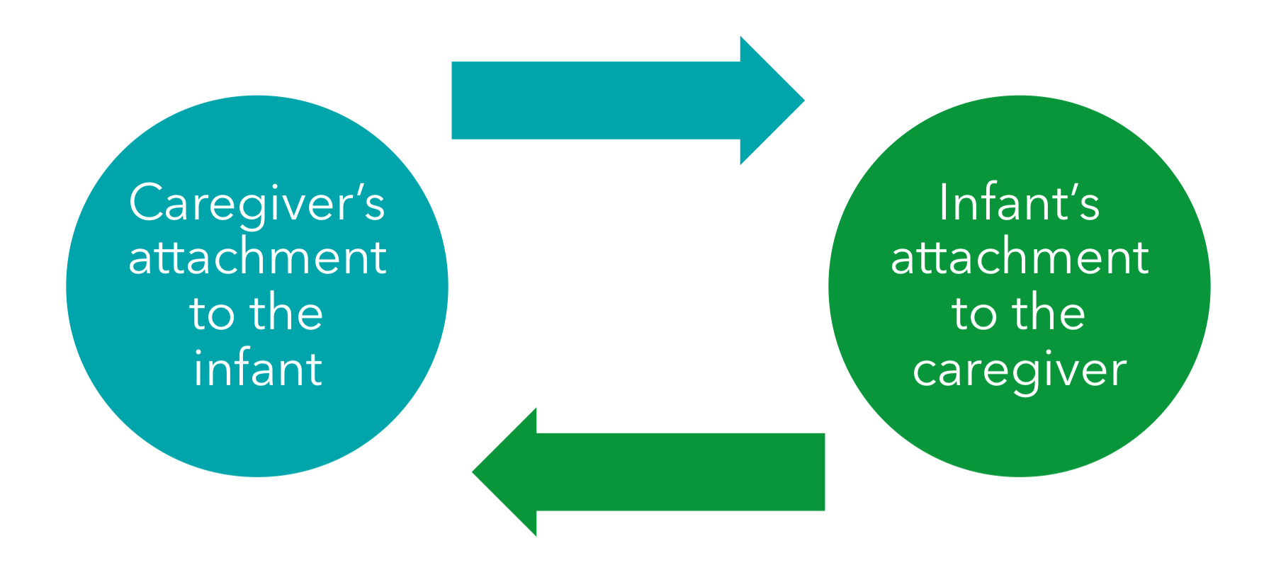 <ul><li><p>thru caregiver responsiveness, most infants develop a positive attachment </p><ul><li><p>i.e. lasting emotional connection between two people leading to trust/security</p></li><li><p>they learned that the caregiver will ensure their safety and care</p></li></ul></li><li><p>caregivers don’t have to be biologically related</p></li><li><p>attachment depends on quantity and quality of interactions (eg. responsiveness, predicting needs)</p></li><li><p>the baby’s attachment emerges gradually and is based on her ability to discriminate between her parents and other people</p></li></ul><p></p>