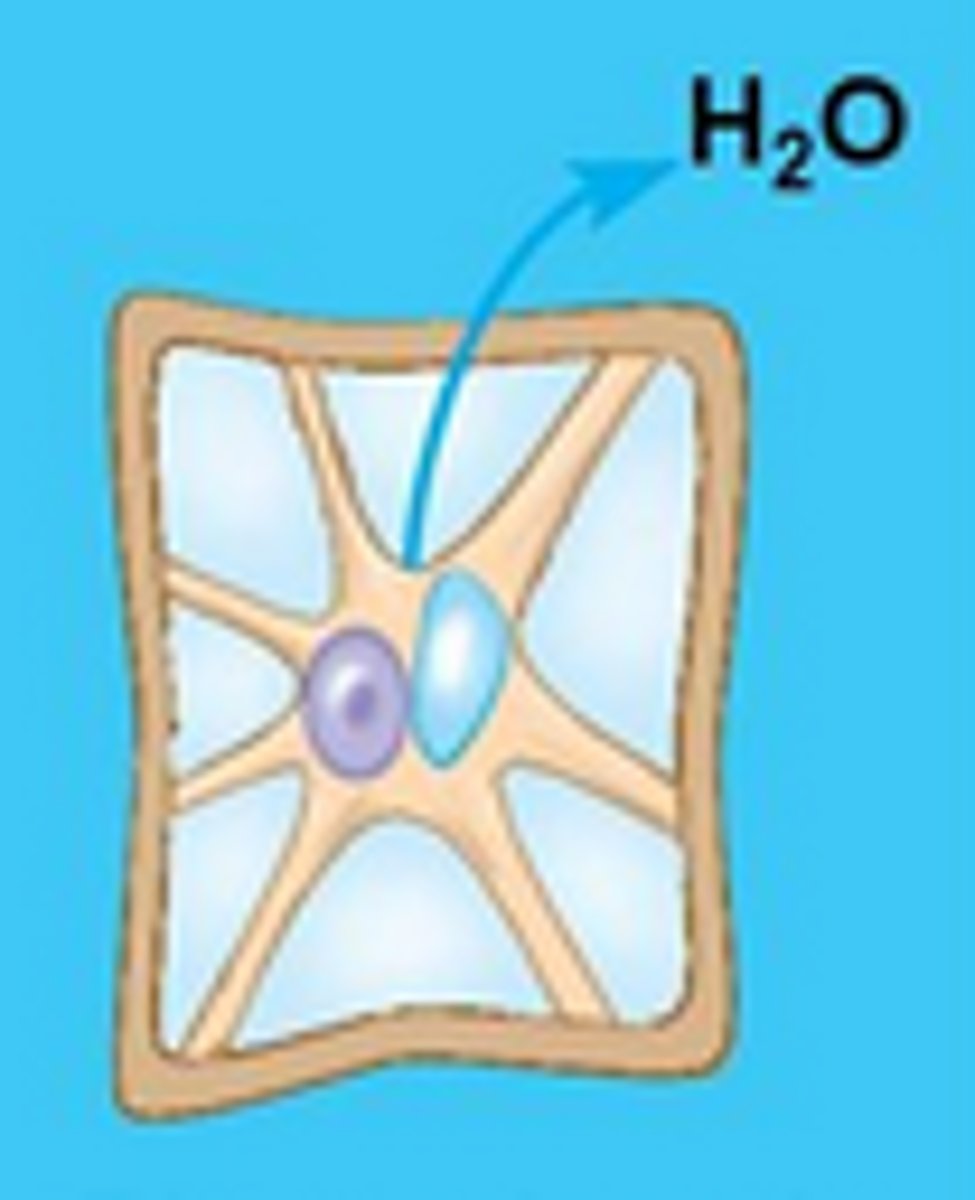<p>Hypertonic; Plasmolyzed</p>