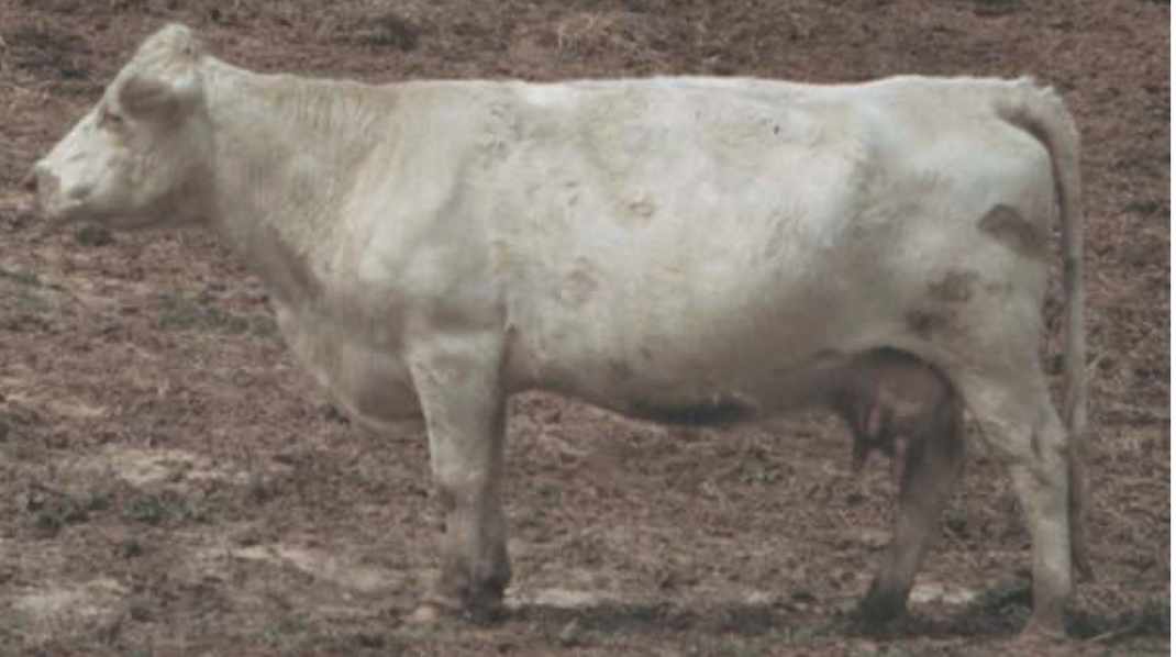 <p>What is the BCS of this beef cow?</p>