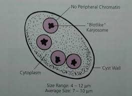 <p>Comparison of amoebae —</p><ul><li><p><strong>Glycogen vacuole not seen</strong></p></li><li><p><strong>Chromatoidal bars: not present</strong></p></li></ul><p></p>