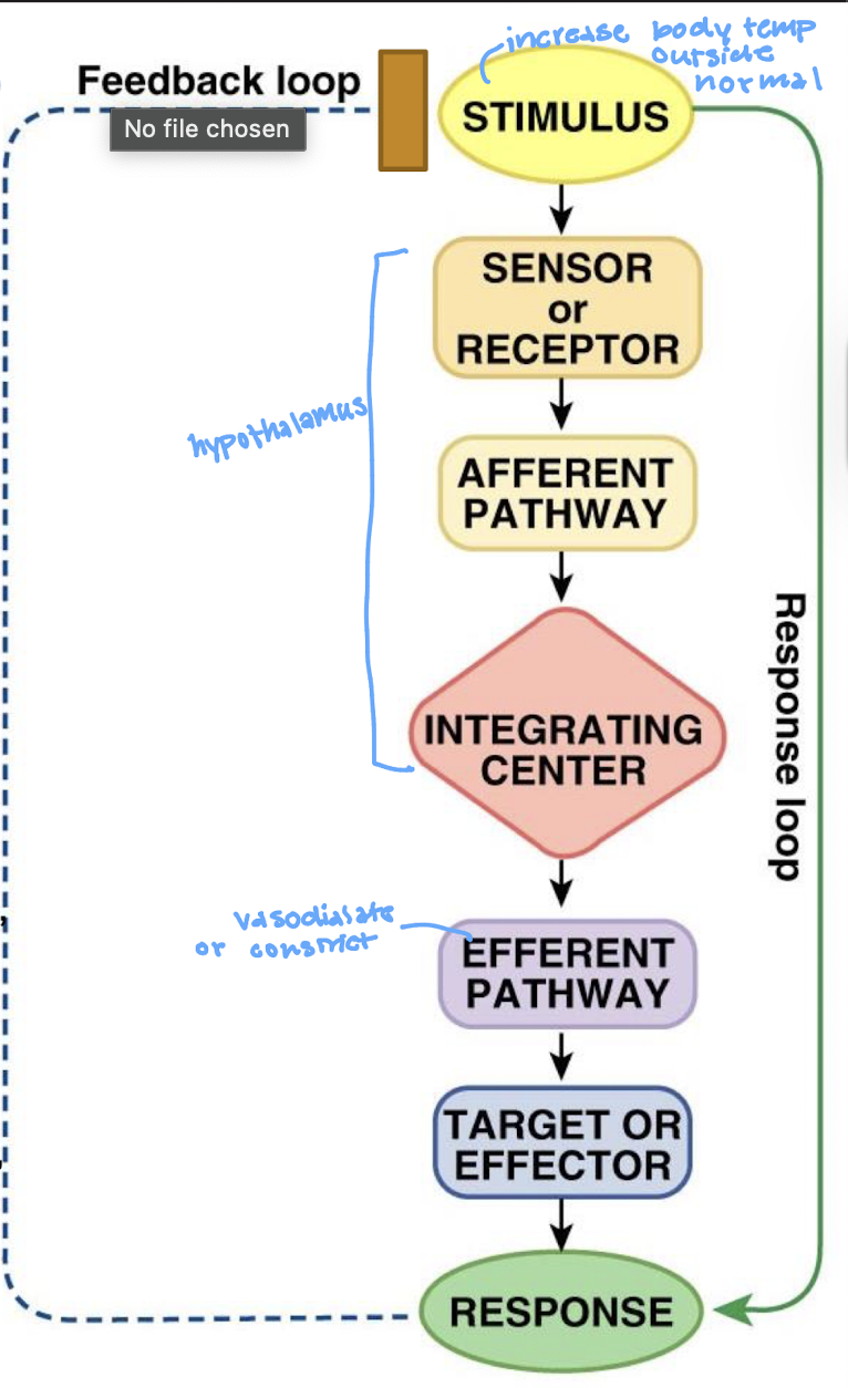 <p>thermoreceptor cells in the hypothalamus of the brain</p>