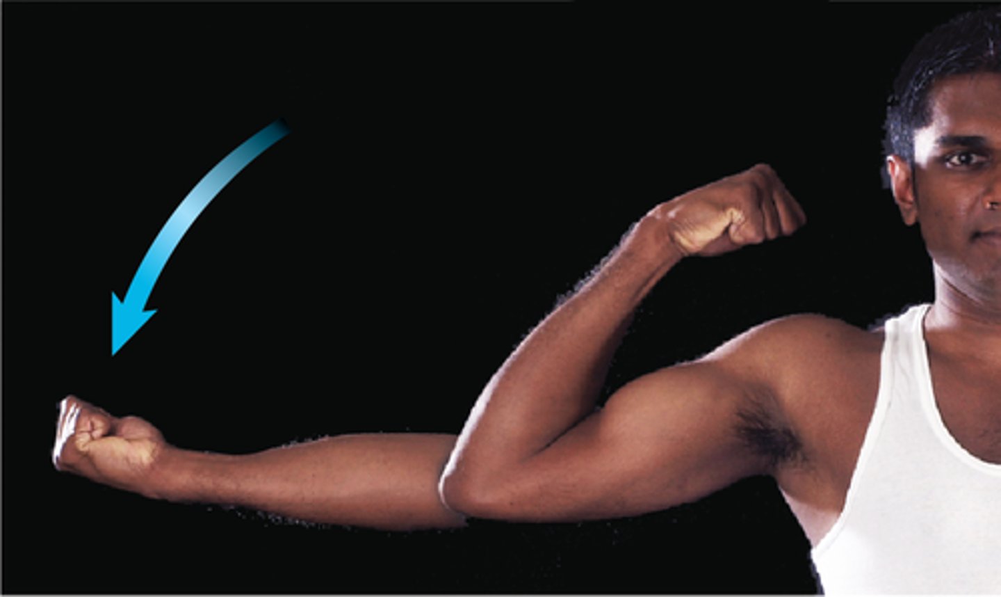 <p>straightens joint angle</p>