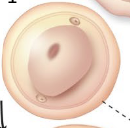 <p>What structure is shown?</p>