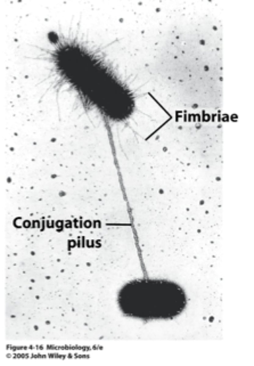 <p>Appendages that allow bacteria to attach to each other and to transfer DNA</p>