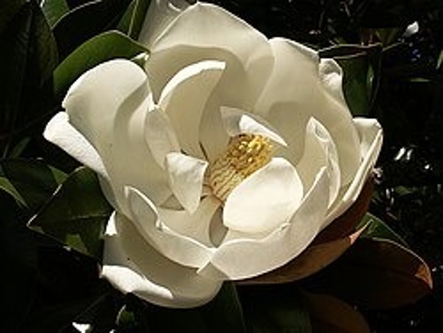 <p>siemenkasveja, joissa siemenaiheet ovat sikiäimen sisällä</p>