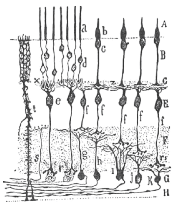 <p>Bipolar Neurons</p>