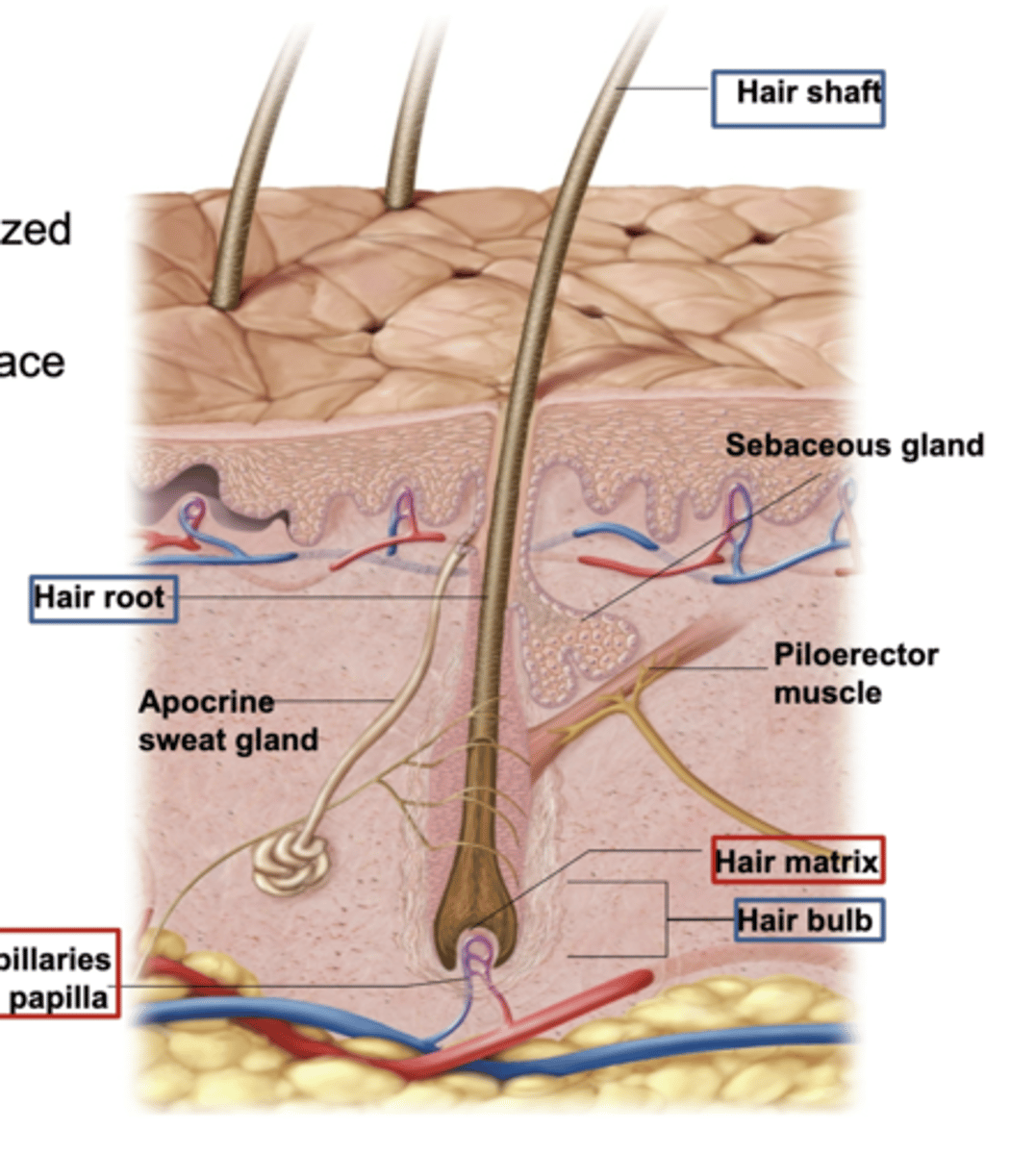 <p>The visible part of the hair that extends above the skin's surface.</p><p>It is made of keratinized cells</p>