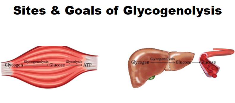 <ul><li><p><span style="color: rgb(0, 0, 0);"> Breakdown of glycogen</span></p><ul><li><p><span style="color: rgb(0, 0, 0);">A. Occurs through sequential, 1-at-a-time removal of individual glucose monomers from nonreducing ends of glycogen</span></p></li><li><p><span style="color: rgb(0, 0, 0);">𝐆𝐥𝐲𝐜𝐨𝐠𝐞𝐧<sub>(𝐧 𝐠𝐥𝐮𝐜𝐨𝐬𝐞 𝐮𝐧𝐢𝐭𝐬) </sub>—<u>𝐟𝐫𝐨𝐦 𝐍𝐨𝐧𝐫𝐞𝐝𝐮𝐜𝐢𝐧𝐠 𝐄𝐧𝐝𝐬</u>—&gt; 𝐆𝐥𝐲𝐜𝐨𝐠𝐞𝐧<sub> (</sub><strong><sub>n- </sub></strong><sub>𝟏 𝐠𝐥𝐮𝐜𝐨𝐬𝐞 𝐮𝐧𝐢𝐭𝐬)</sub> + 𝐆𝐥𝐮𝐜𝐨𝐬𝐞</span></p></li><li><p><span style="color: rgb(0, 0, 0);">B. Highly branched structure allows for rapid release of glucose units from end of every branch</span></p></li><li><p><span style="color: rgb(0, 0, 0);">C. Also involves the debranching of glycogen molecule</span></p></li></ul></li></ul><p></p>