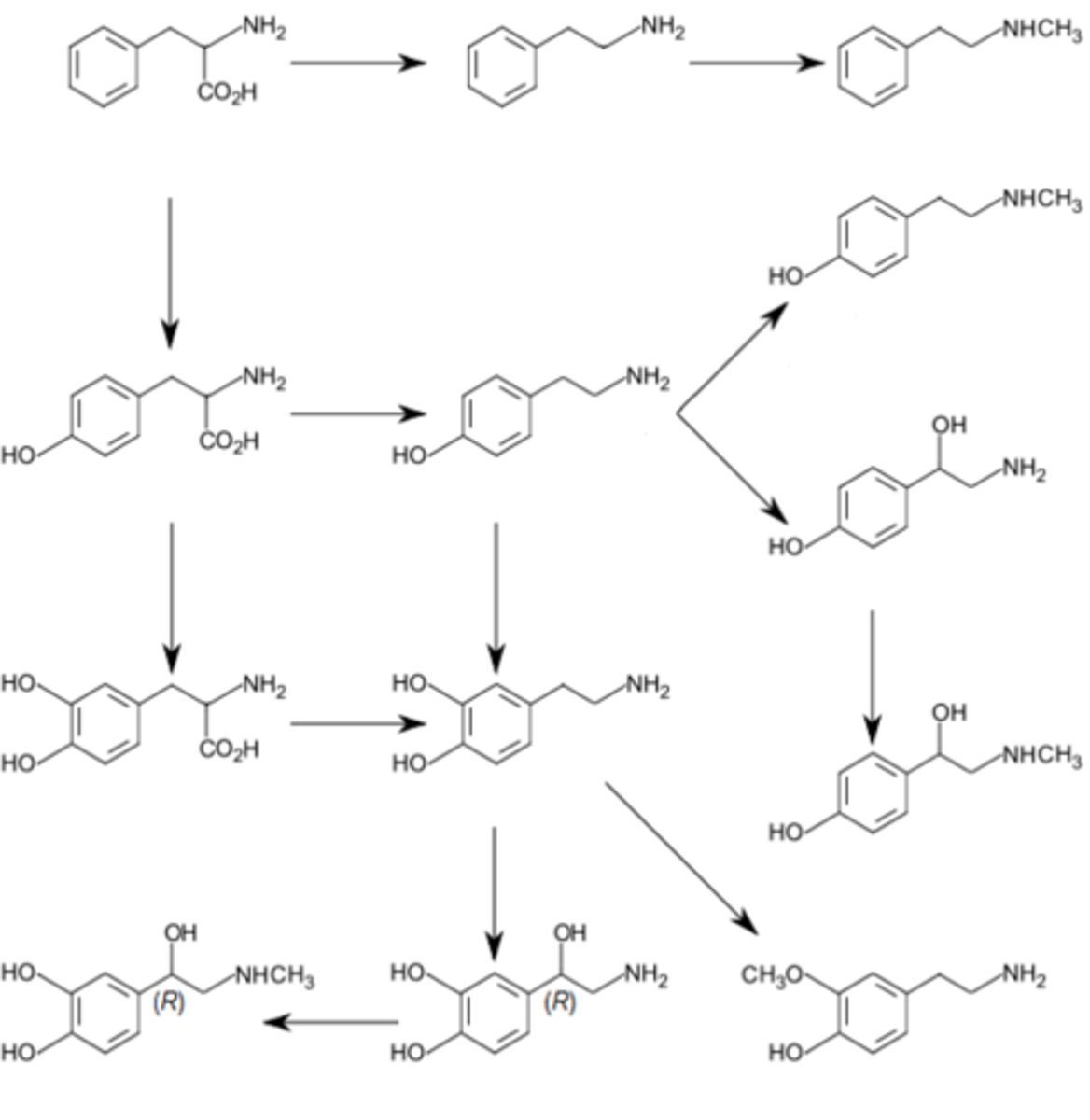 <p>Monoamines have a single amine group, aromatic group, and a two carbon link between the two.</p>
