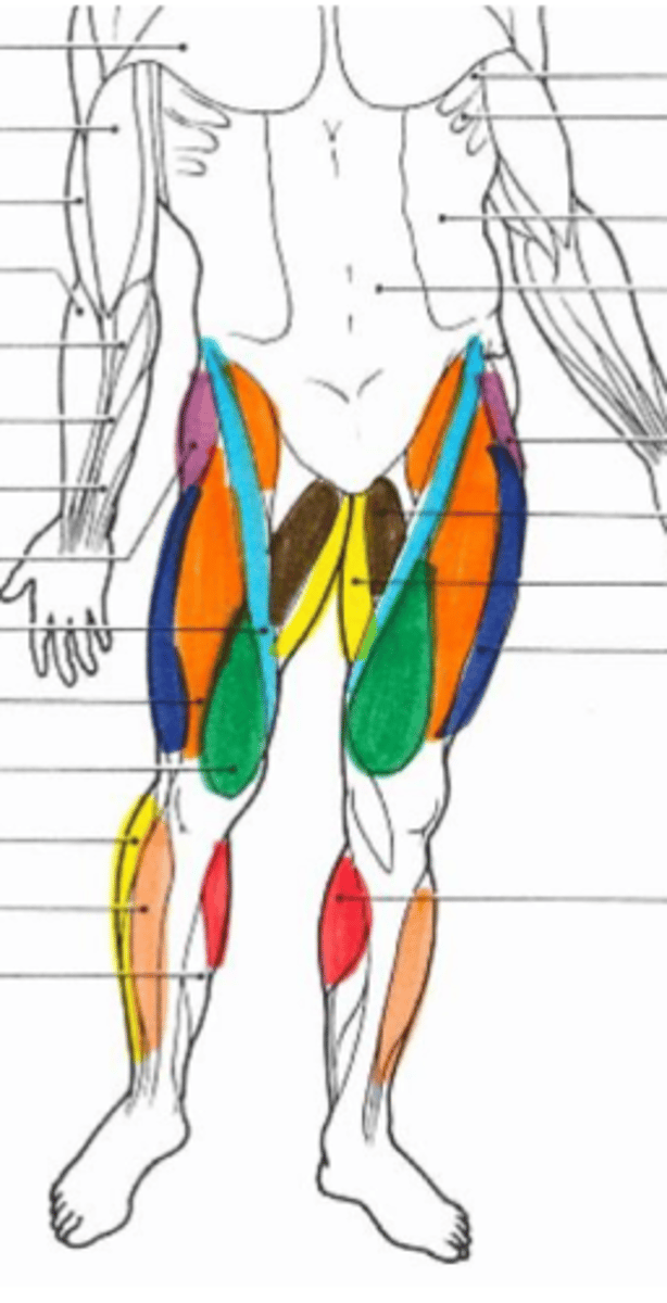 <p>brown muscle</p>