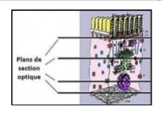 <p>Le microscope confocal à balayage laser permet d’obtenir des images tridimensionnelles en réalisant des coupes optiques successives à différents niveaux de profondeur de l’échantillon. En cumulant ces plans, il est possible de reconstruire une modélisation 3D précise des structures observées.</p>
